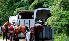 Pferde sicher transportieren
