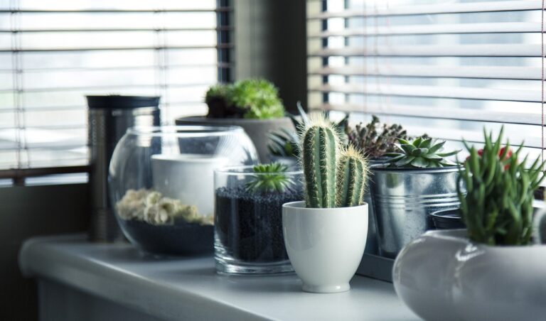 Read more about the article Das sind die besten Zimmerpflanzen für ein angenehmes Wohnklima